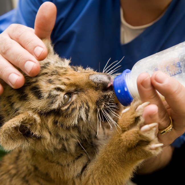 Community Outreach, Albany Vet