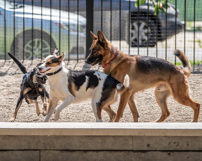 Medical Boarding for Cats & Dogs, Albany Vet