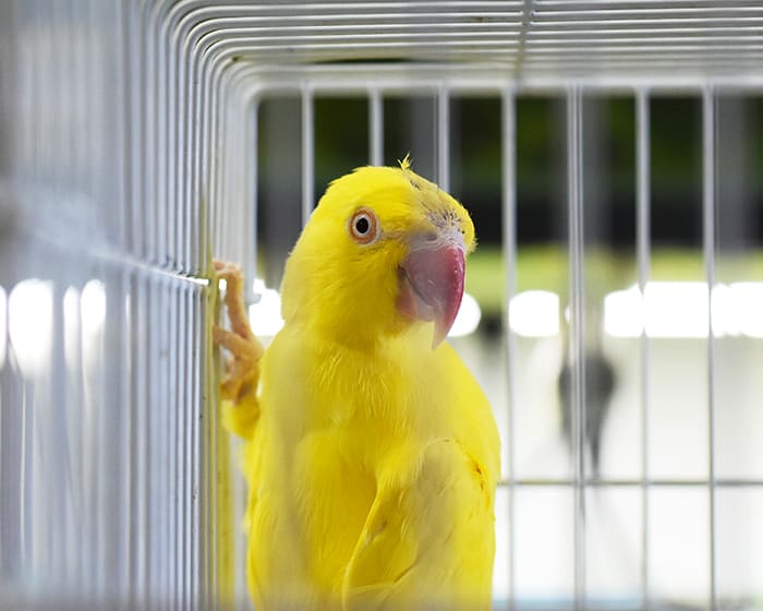 Avian & Exotic Veterinary Care in Albany l Exotic Pet Care