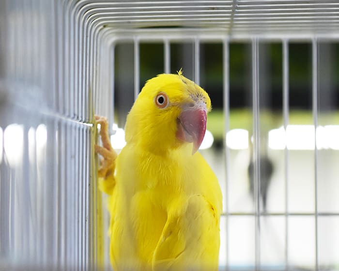 Avian & Exotic Pet Services, Albany Veterinarians