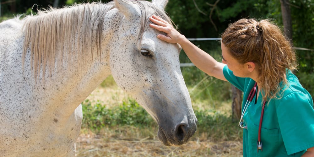 Dockery, Mobley & Associates Animal Hospital | Albany Veterinarian